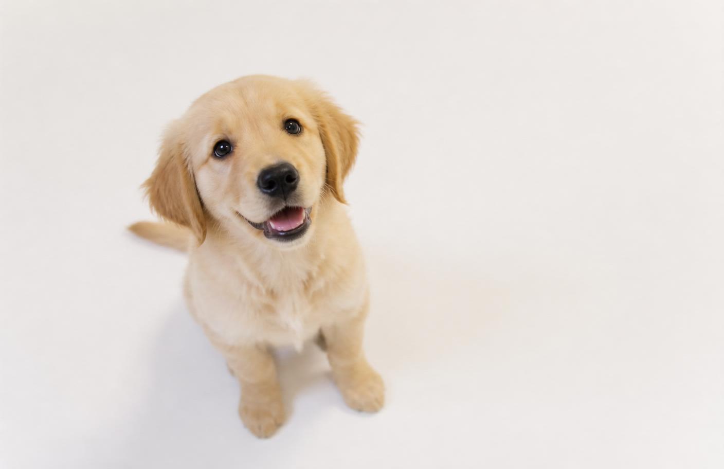 A happy puppy looking up